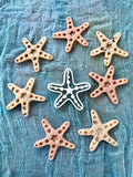 Beadie Bug Play - Bio Dough Cutter - Starfish