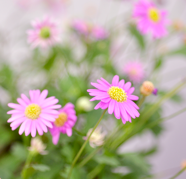 Nurturing Nature Cards - Thanks For Helping Me Grow Plantable Gift Card