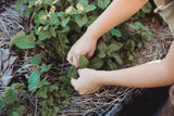 Seeds For Tomorrow - Grow with Gratitude Kit