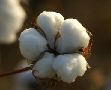 Why Buy Organic Cotton Kids Clothing